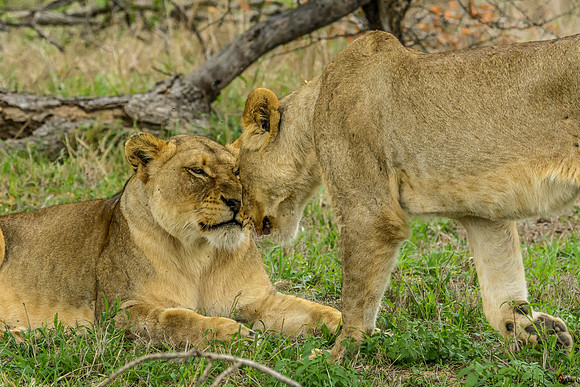 Pride of Lions - The Greeting