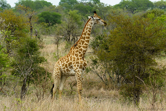 Giraffe