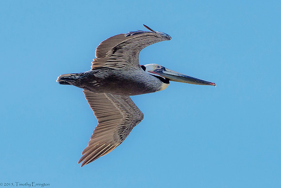 California Brown Pelican