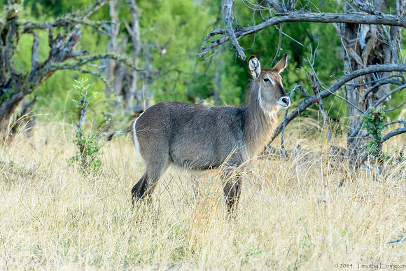 Waterbuck