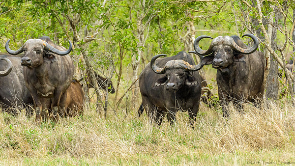 Cape Buffalo