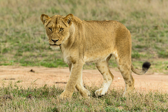 Female Lion