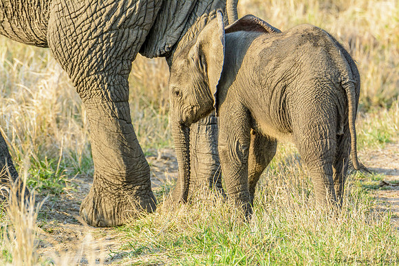Elephant Females with Offspring