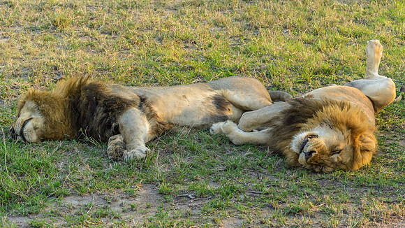 Male Lions Chillin'