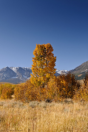 June Lake Loop