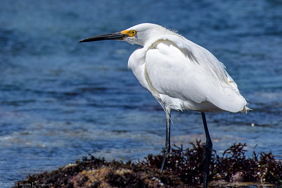 Snowy Egret