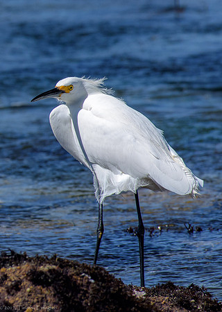 Snowy Egret