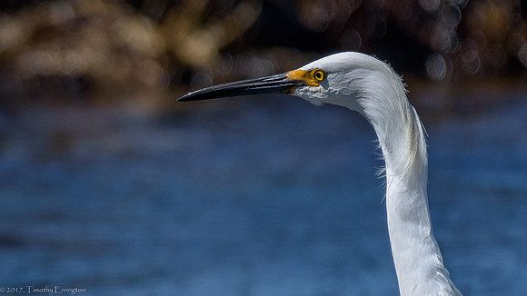 Snowy Egret
