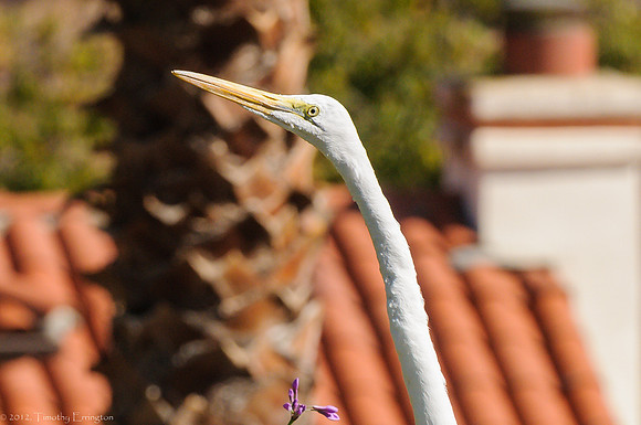 Great Egret