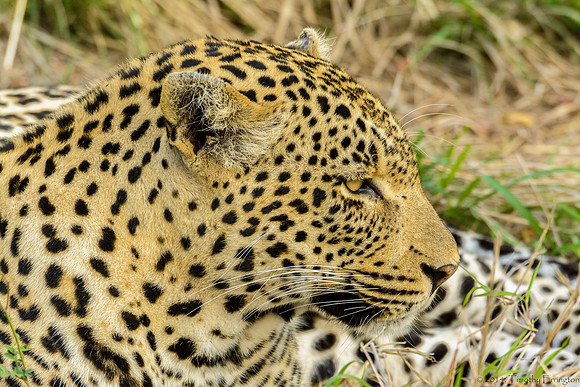 Male Leopard