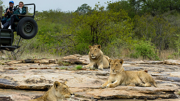 Pride of Lions