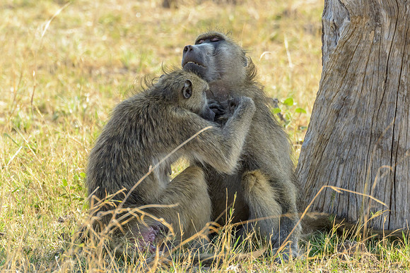 Baboon
