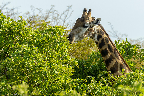 Giraffe