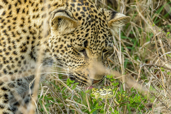 Male Leopard Cub Toying with a Chameleon