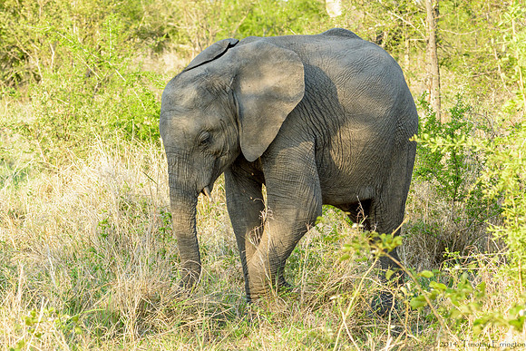 Elephant Females with Offspring