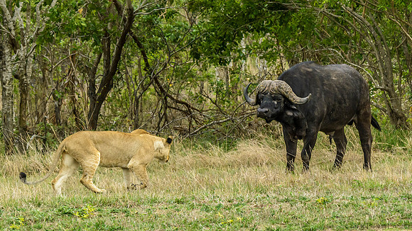 Lions Stalking Cape Buffalo
