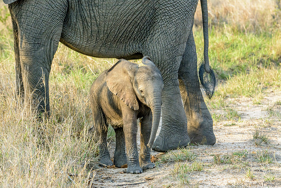 Elephant Females with Offspring