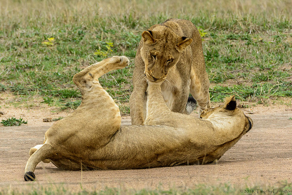 Lion Cubs at Play
