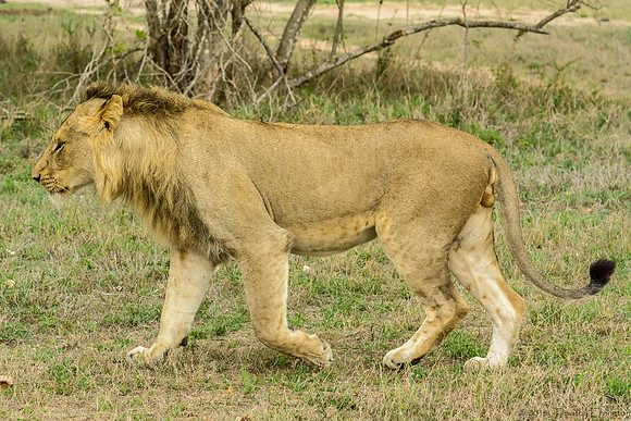Young Male Lion