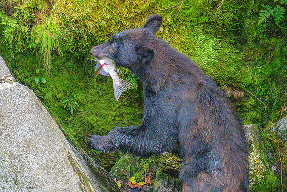 Alaska 2024
