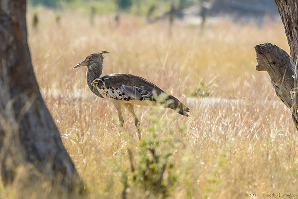 Kori Bustard