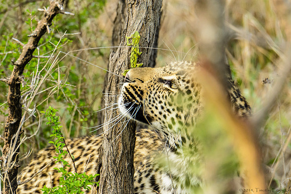 Male Leopard Cub Toying with a Chameleon