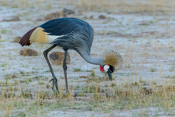 Gray Crowned Crane