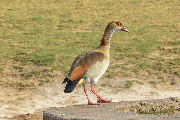 Egyptian Goose