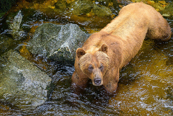 Alaska 2024