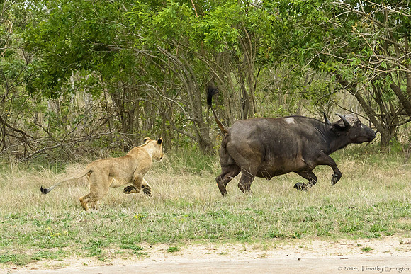 Lions Stalking Cape Buffalo