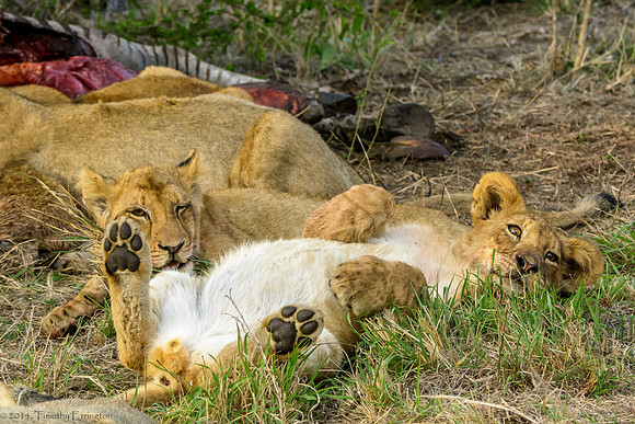 Lions with Kill
