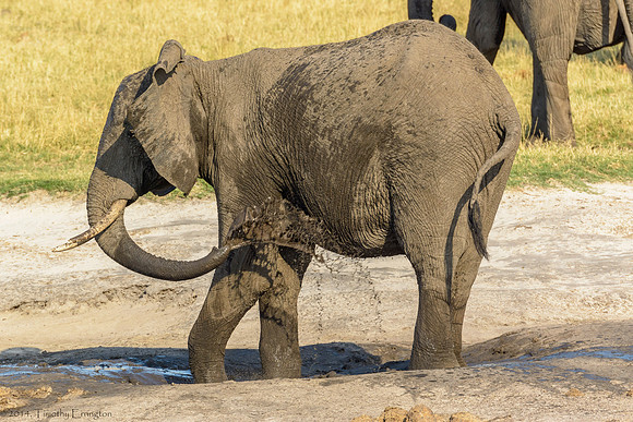 Elephant at Water Hole