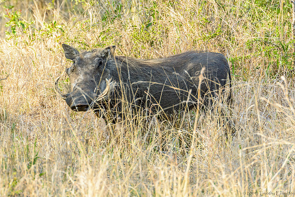 Warthog
