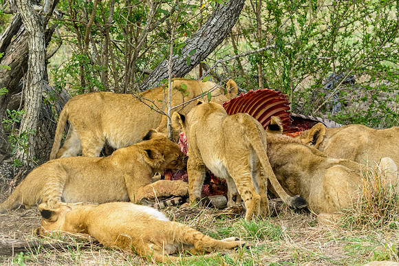 Lions with Kill