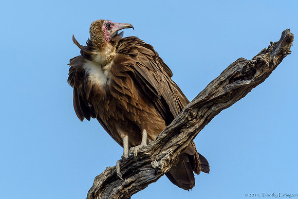 Hooded Vulture