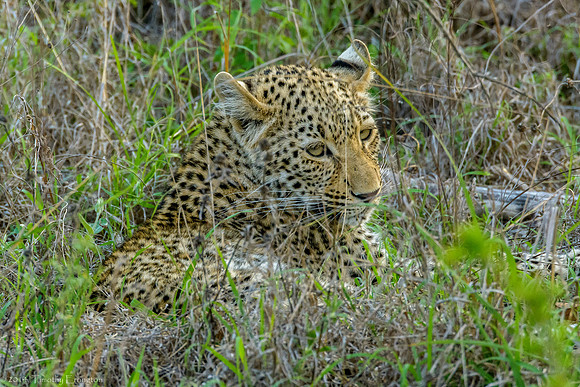 Leopard
