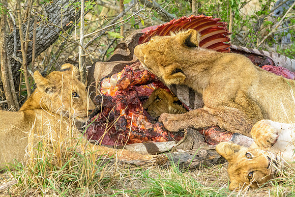 Lions with Kill