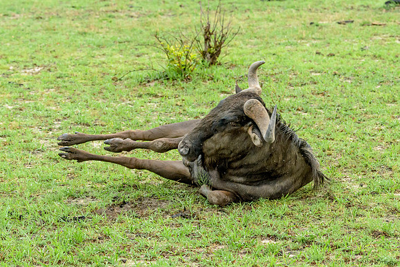 Wildebeest