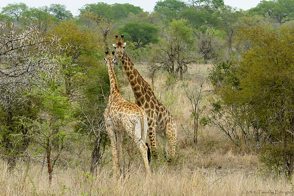 Giraffe