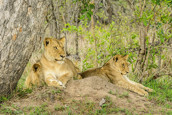 Pride of Lions