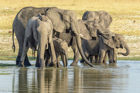 Elephant at Water Hole