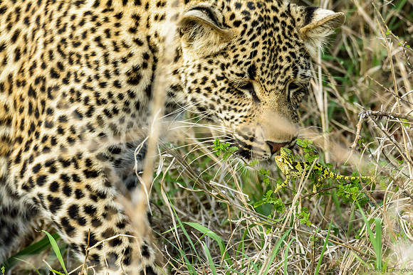 Male Leopard Cub Toying with a Chameleon