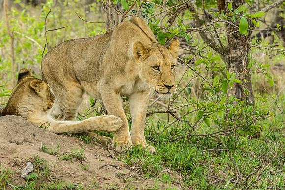 Pride of Lions