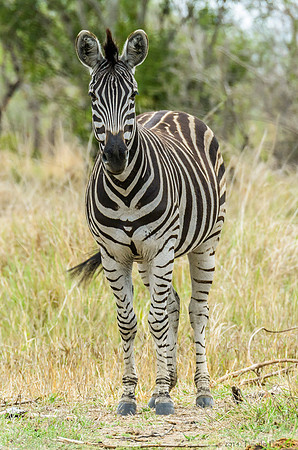Zebra
