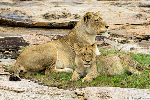 Pride of Lions