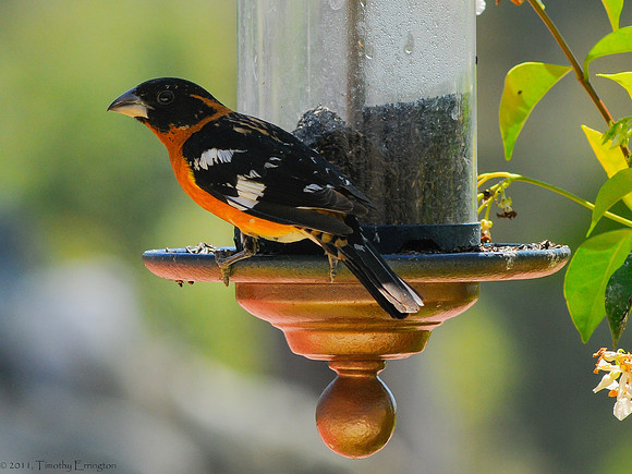 Grosbeak