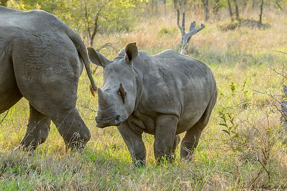 White Rhino with Red-Billed Oxpecker