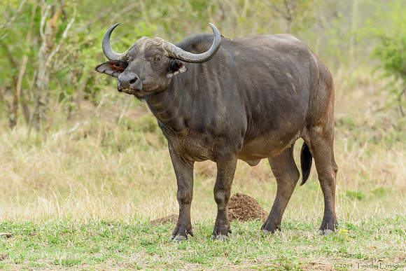 Cape Buffalo