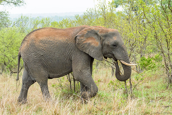 Elephant
