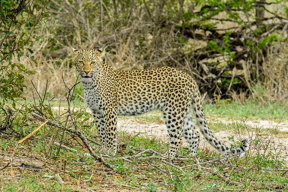 Female Leopard